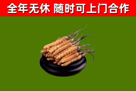 莒南回收冬虫夏草
