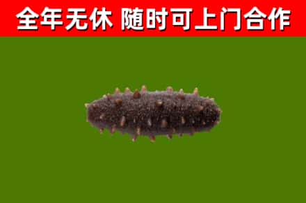 莒南回收海参干